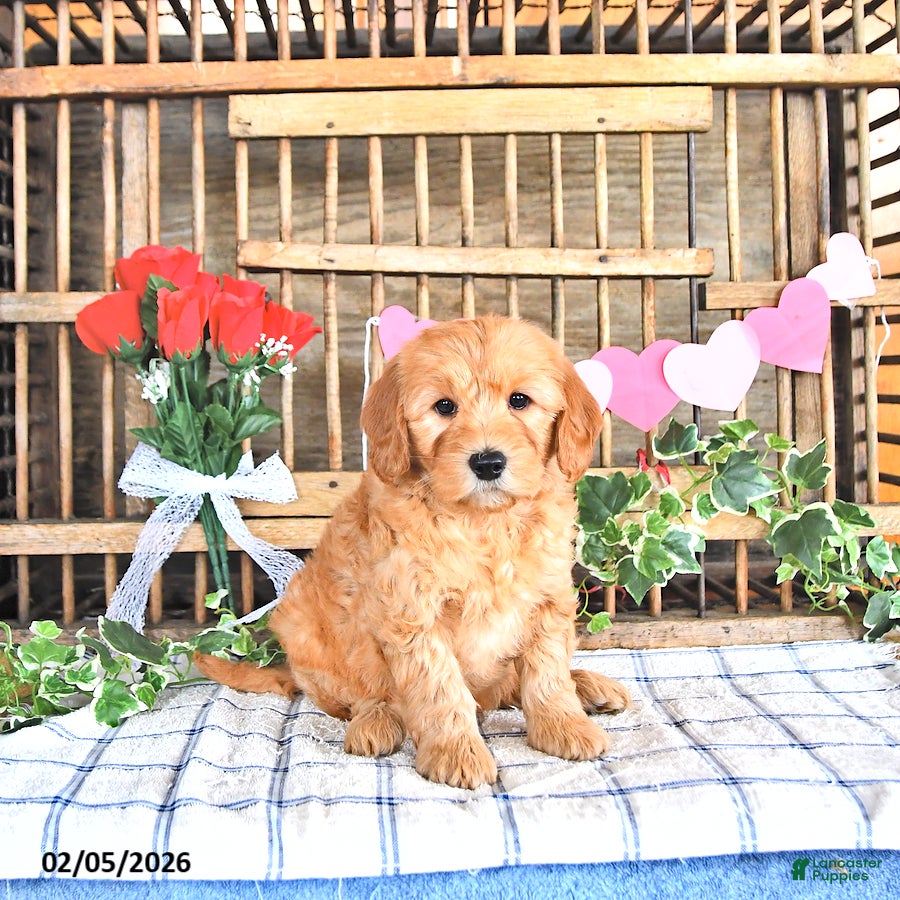 Mini Goldendoodle dogs Mason - Ad 2