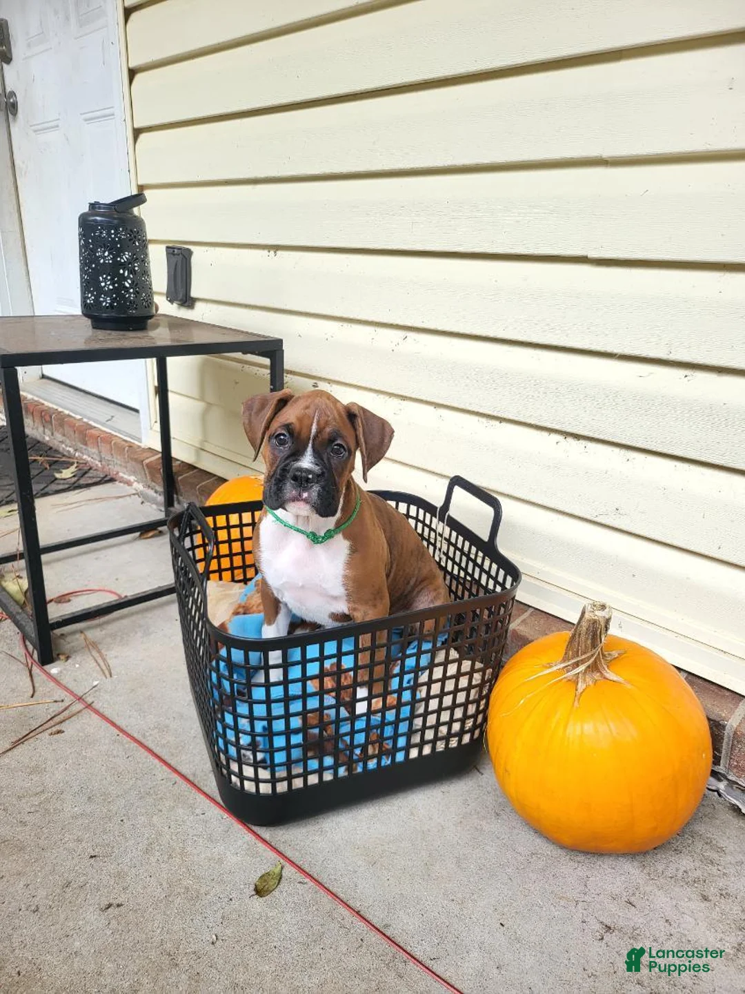 Boxer dogs for sale: Boxer 3 - Ad 1
