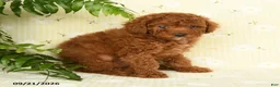 Toy Poodle dogs for sale: Jason - Ad 3