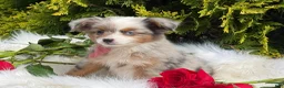 Toy Australian Shepherd dogs for sale: Tiny - Ad 8