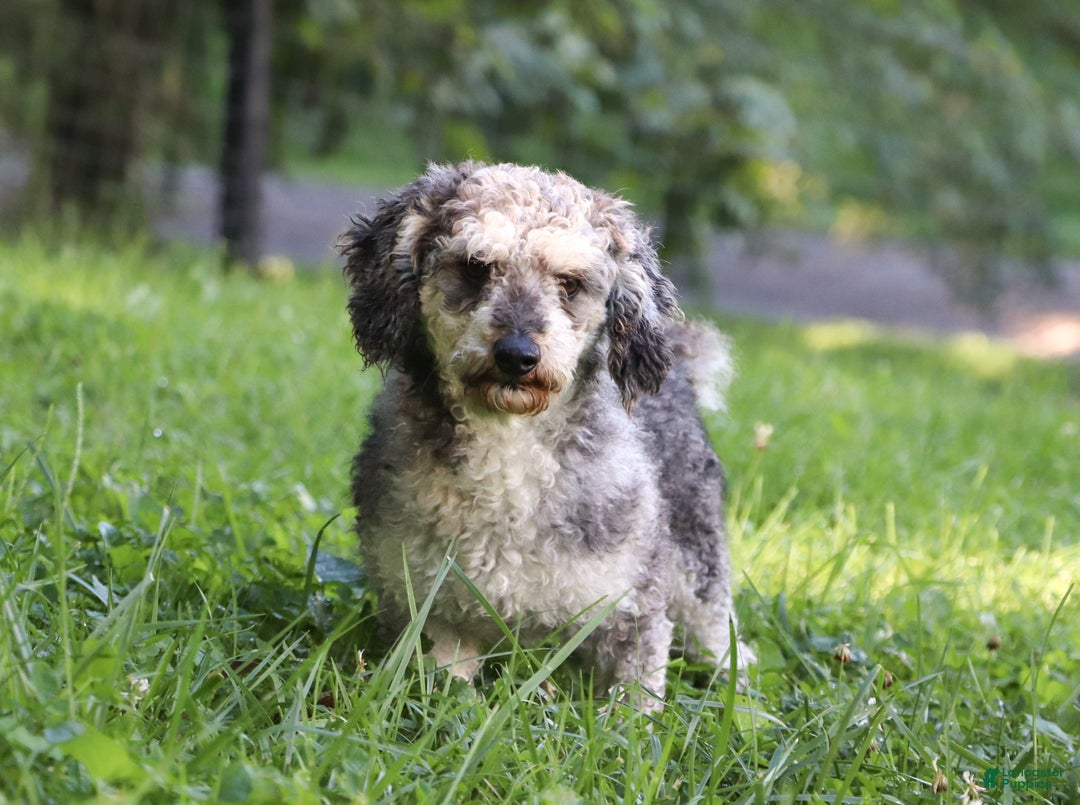 Cavapoo dogs for sale: Jasper - Ad 11