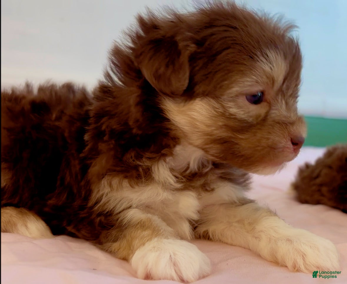 Shorkie dogs Shorkie Puppy 1 - Ad 30