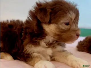 Shorkie dogs Shorkie Puppy 1 - Ad 30