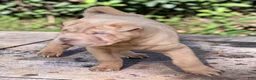 Shar Pei dogs for sale: Larry  - Ad 18