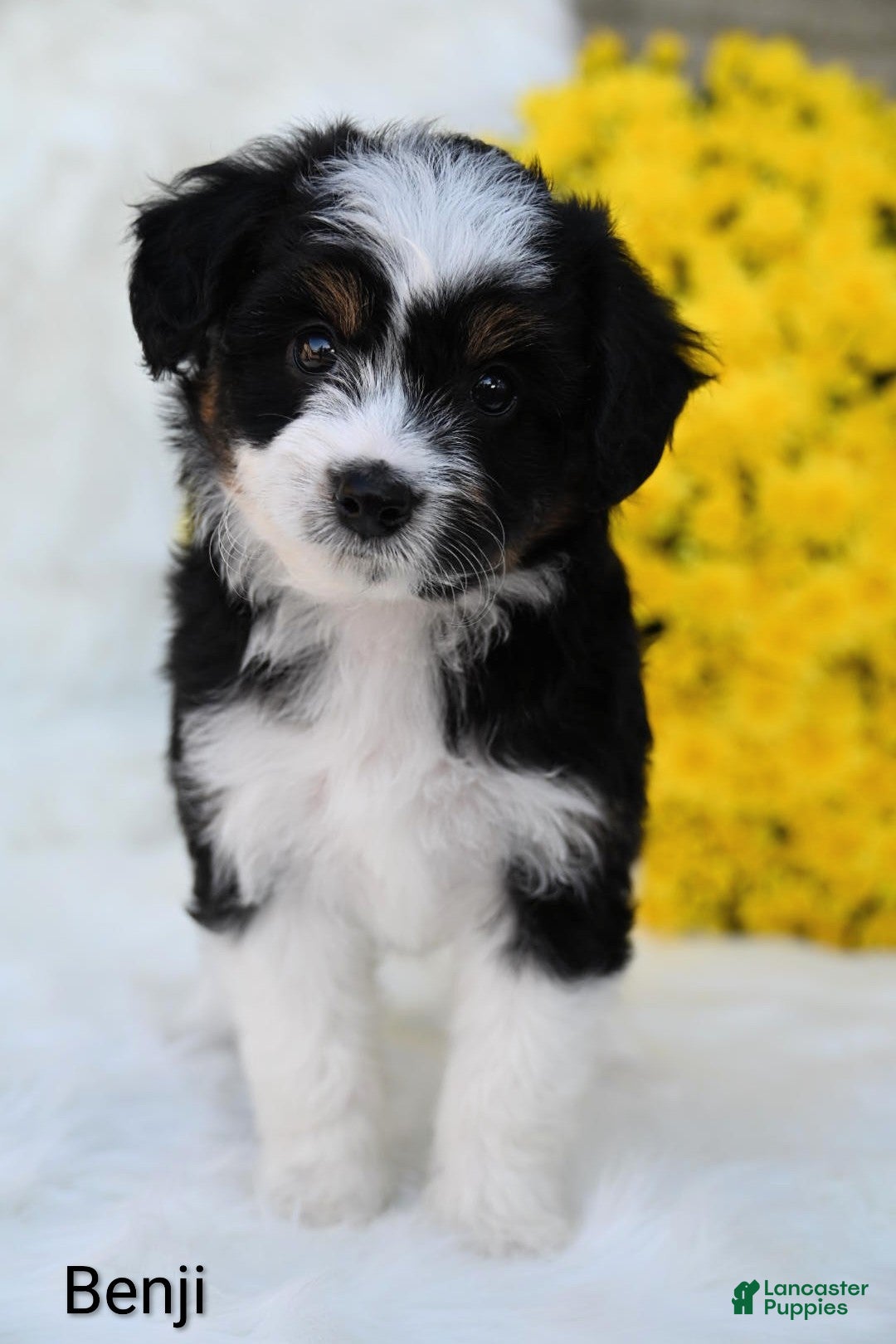 Mini Aussiedoodle dogs Benji - Ad 1