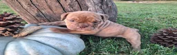 English Bulldog dogs for sale: Dolly - Ad 3