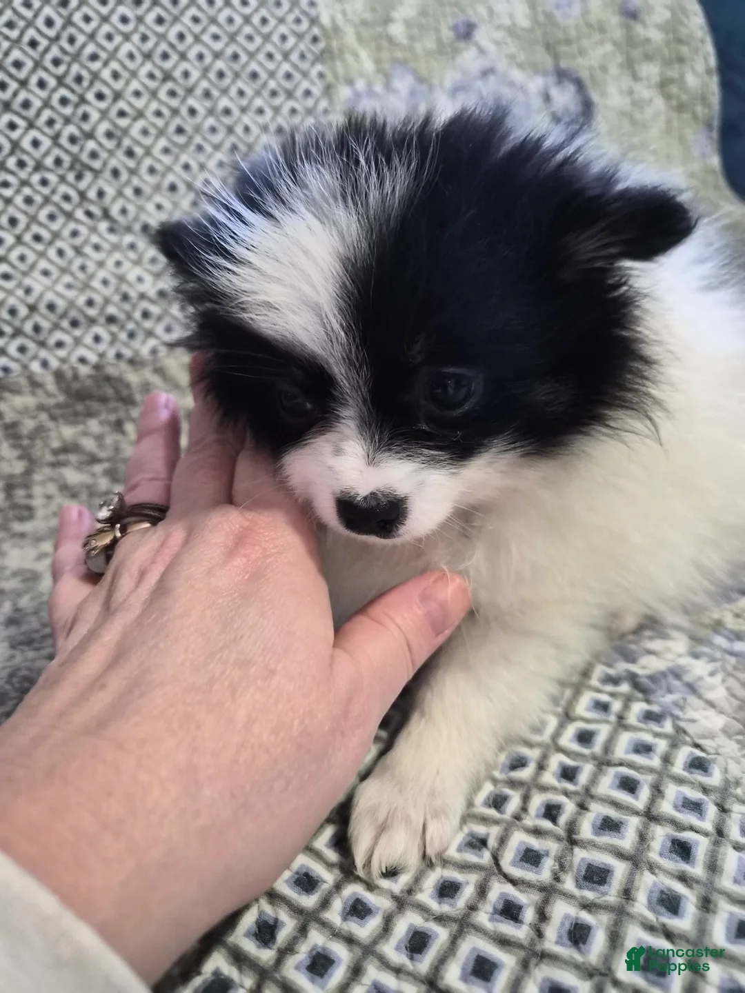 Pomeranian dogs for sale: Pumpkin  - Ad 2