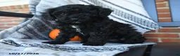 Cavapoo dogs for sale: Midnight - Ad 1