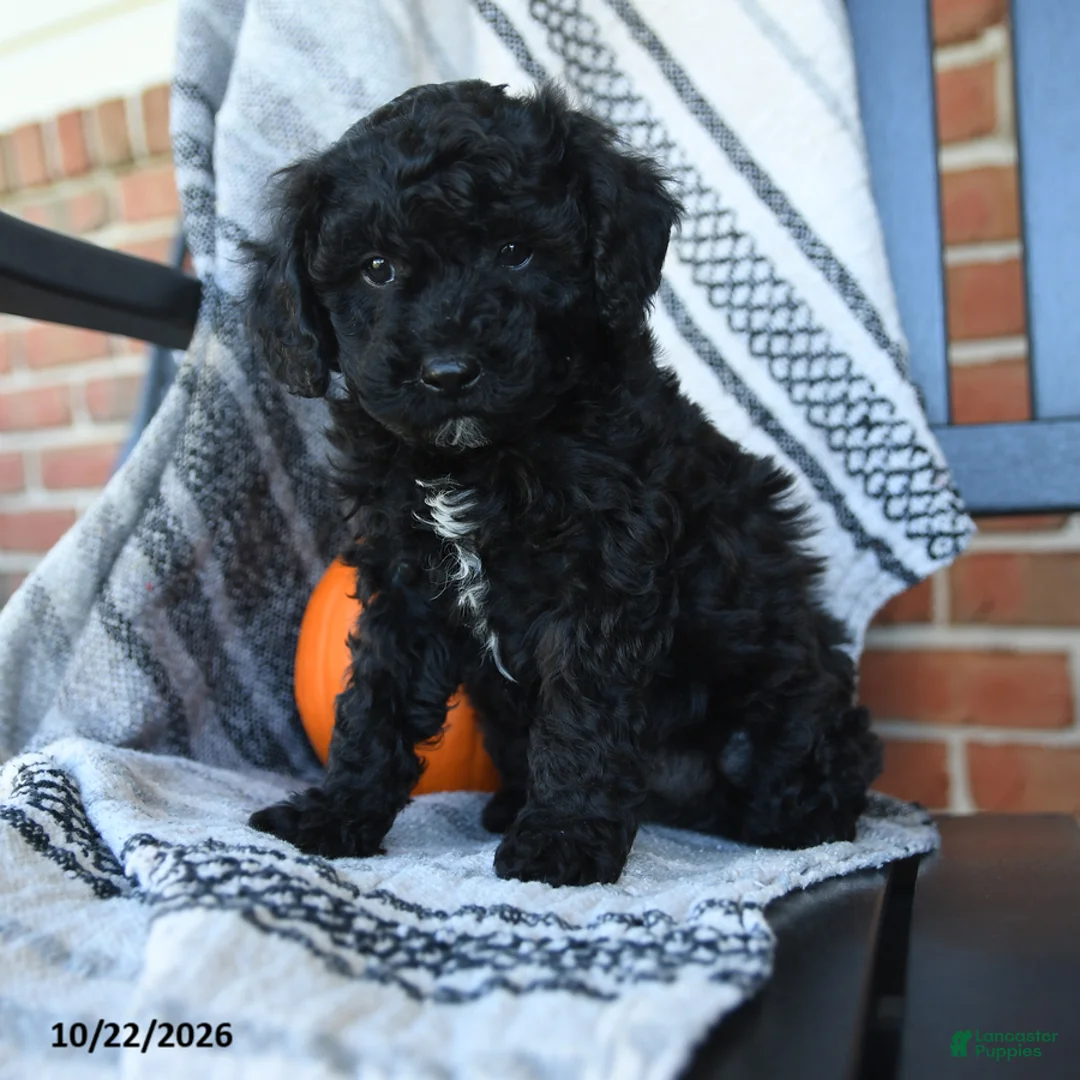 Cavapoo dogs for sale: Midnight - Ad 1