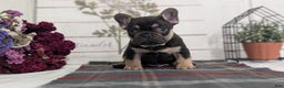 French Bulldog dogs for sale: Scout - Ad 14