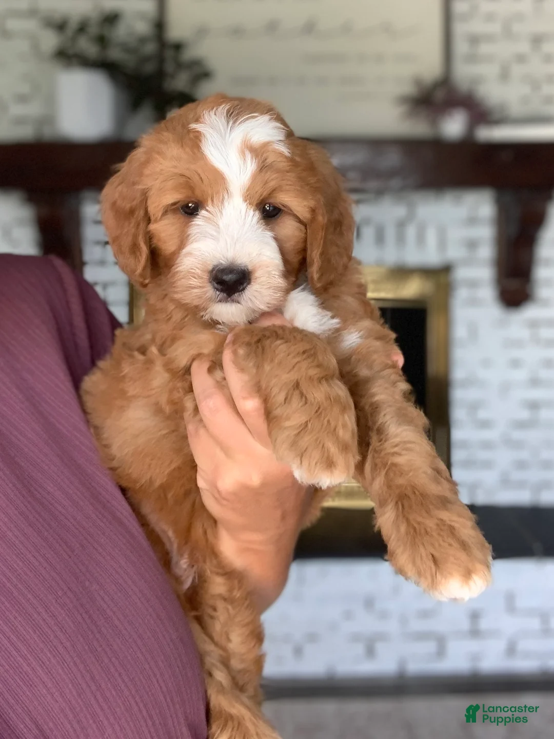 Mini Bernedoodle dogs for sale: Truffle - Ad 3