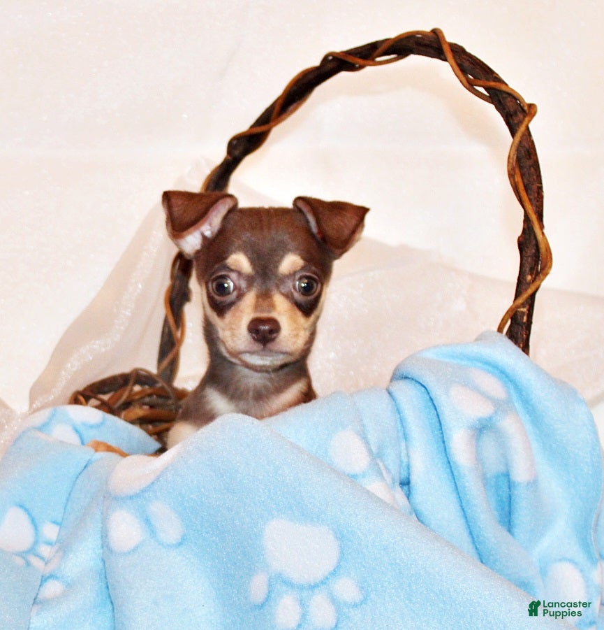Chihuahua dogs Gossett - Ad 1
