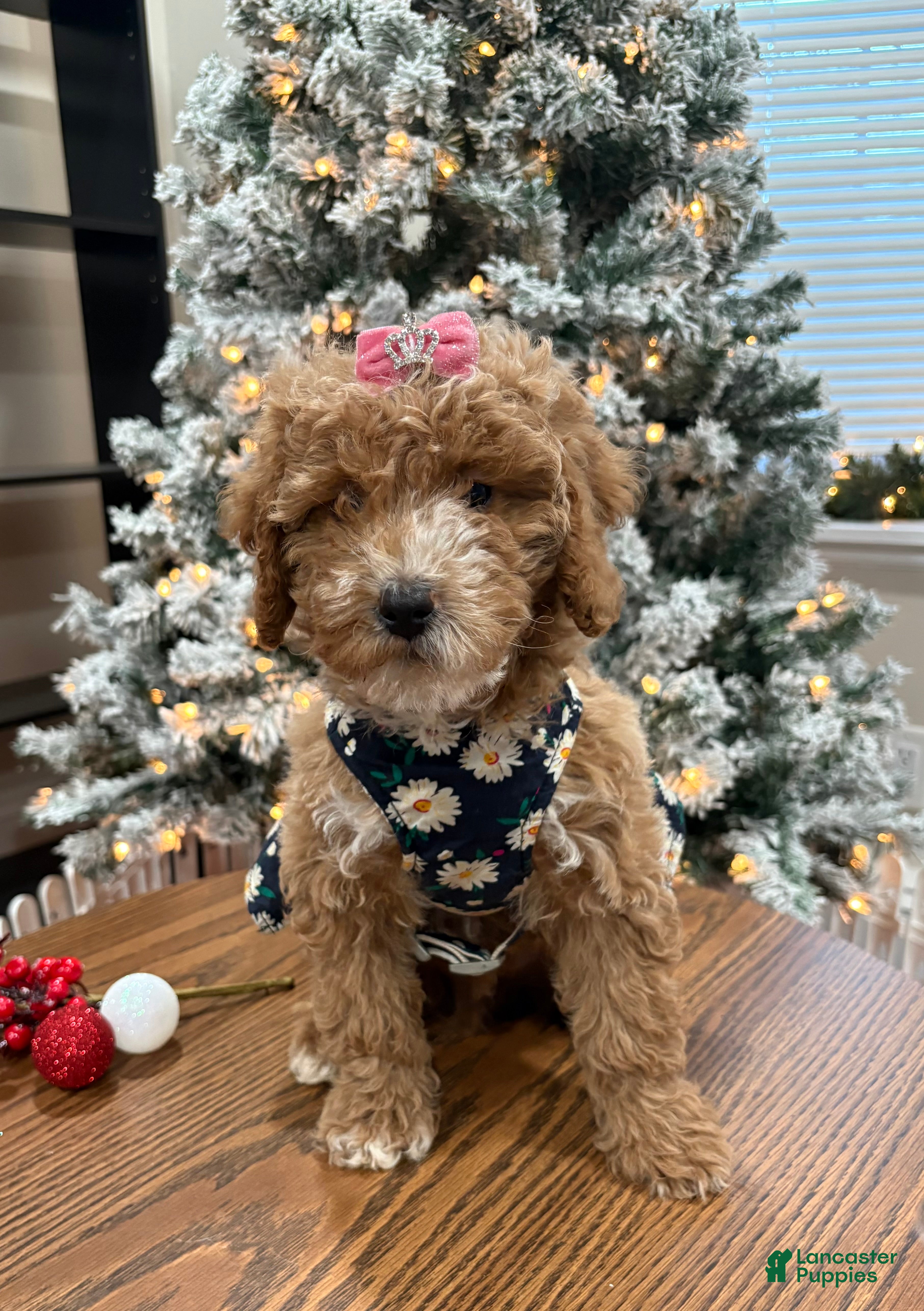 Miniature Poodle dogs Ruby - Ad 2