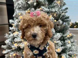 Miniature Poodle dogs Ruby - Ad 10