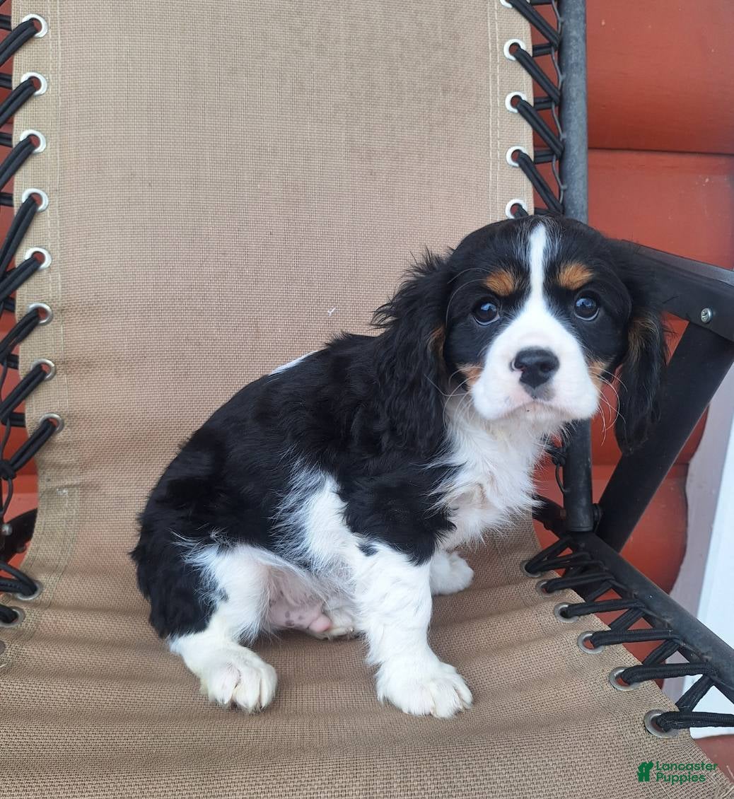 Cavalier King Charles Spaniel dogs Benji - Ad 4