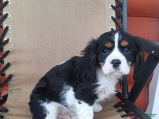 Cavalier King Charles Spaniel dogs Benji - Ad 4