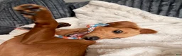 Mixed Breed dogs for sale: Mixed Breed Puppy 1 - Ad 4
