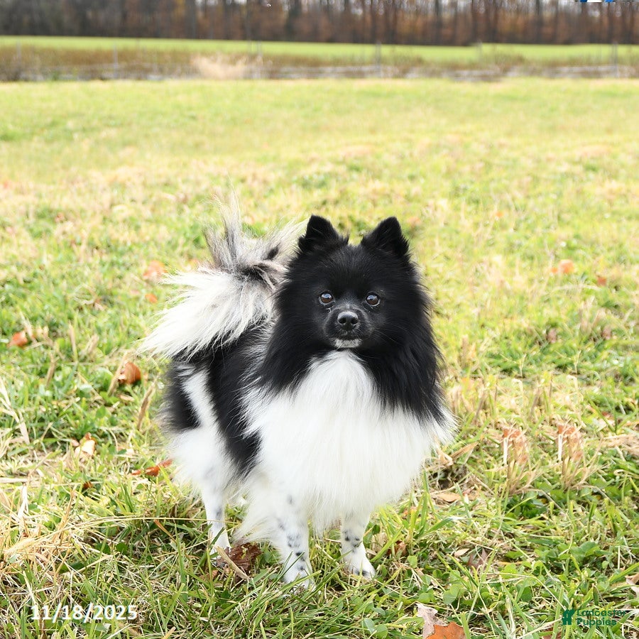 Pomeranian dogs Fluffy - Ad 4