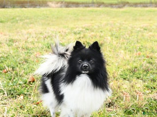 Pomeranian dogs Fluffy - Ad 36