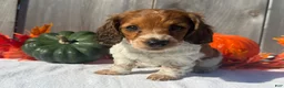 Miniature Dachshund dogs for sale: Hunter - Ad 3