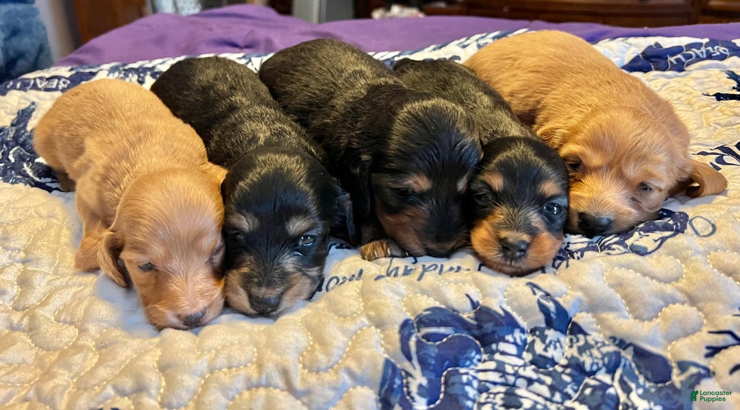 Miniature Dachshund dogs for sale: Triscuit boy - Ad 2
