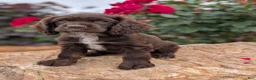 Cocker Spaniel dogs for sale: Rosie - Ad 3