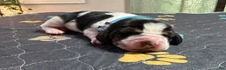 Basset Hound dogs for sale: Pedro- light blue - Ad 6
