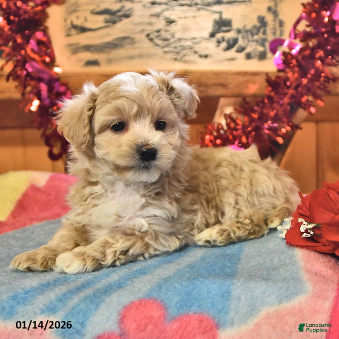 Maltipoo dogs for sale: Teddy - Ad 4