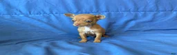 Chihuahua dogs for sale: Finn - Ad 10