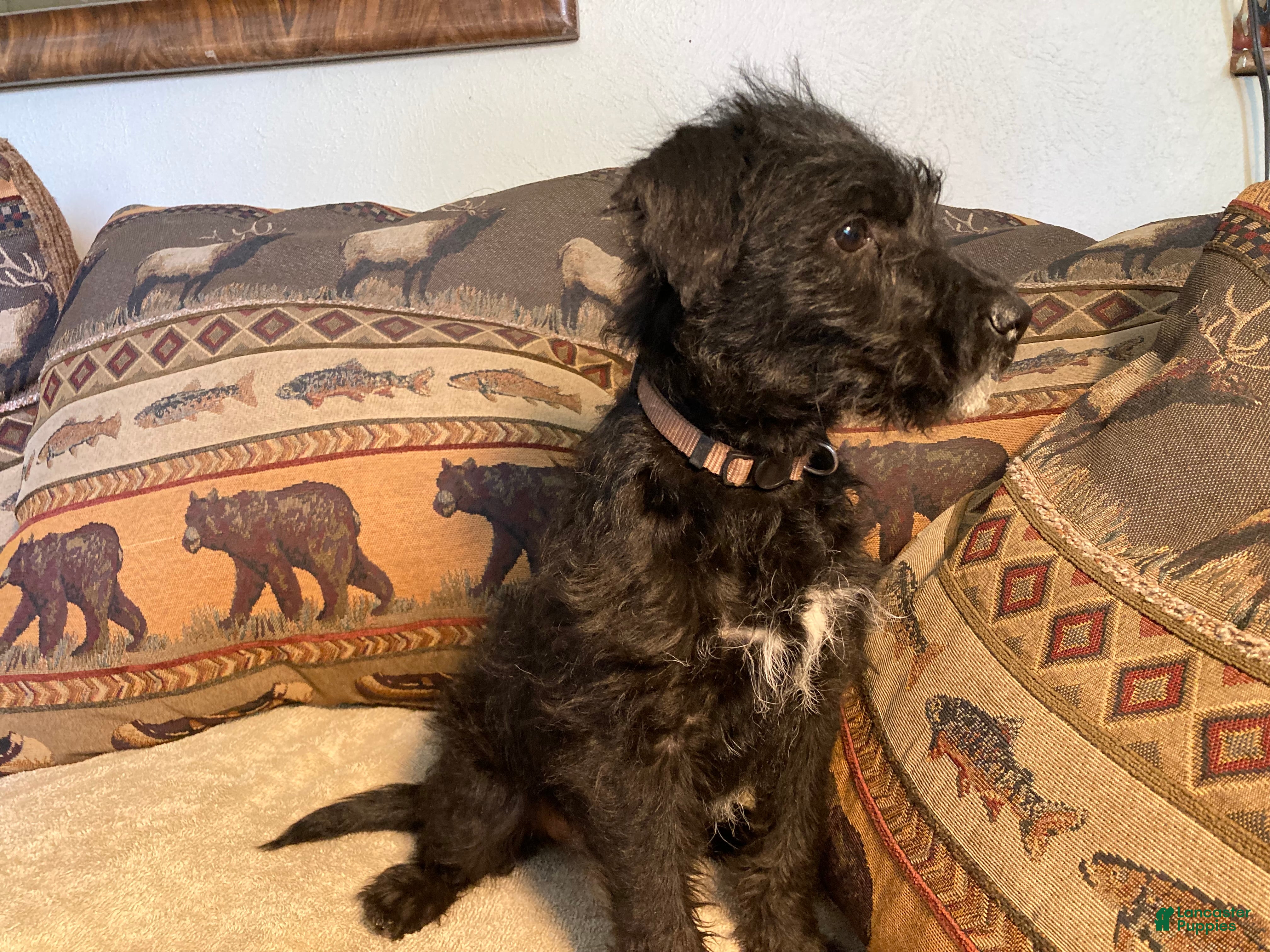 Bordoodle dogs Bordoodle Puppy Sadie - Ad 1