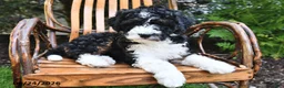 Mini Bernedoodle dogs for sale: Moonshine - Ad 3