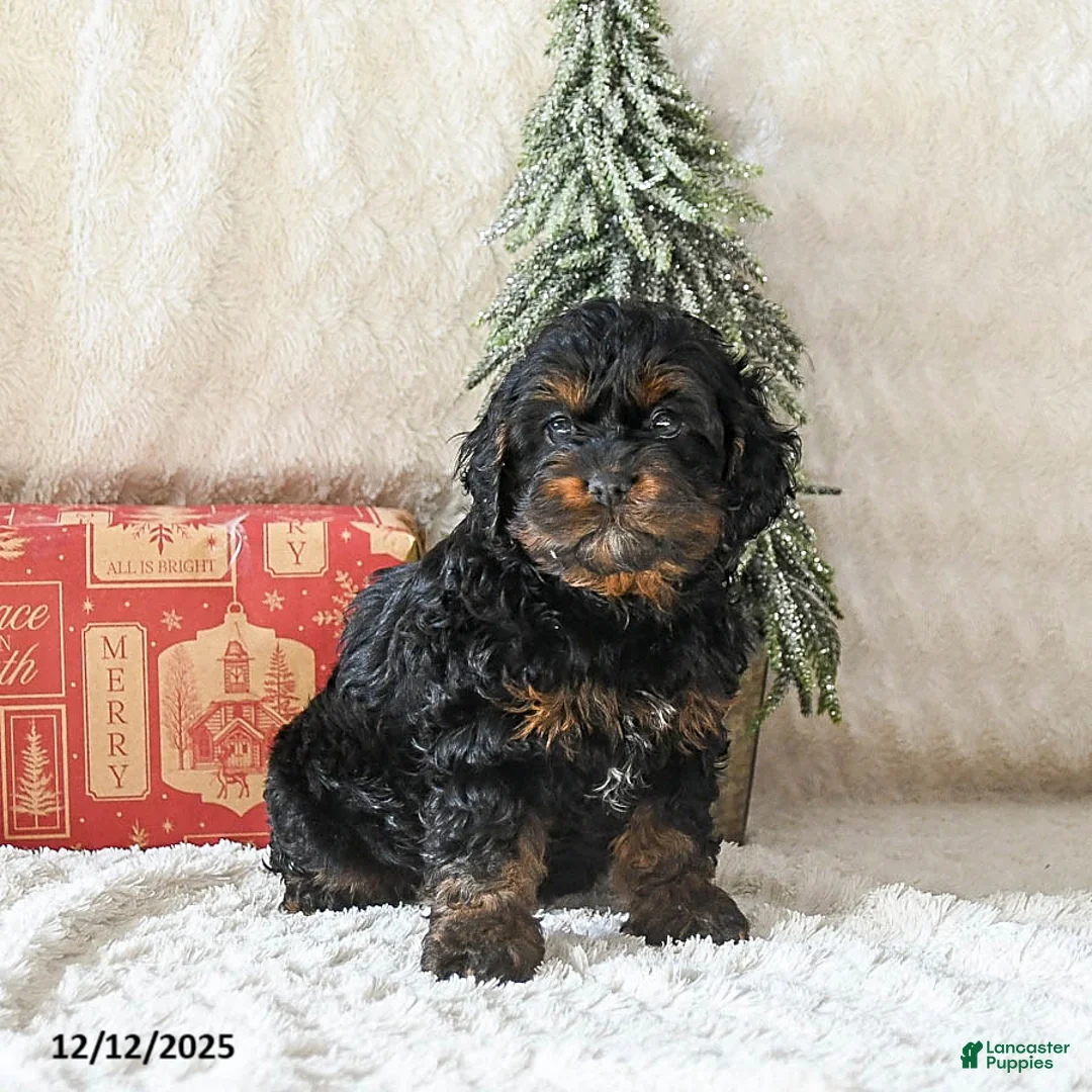 Cockapoo dogs for sale: Windsor - Ad 2