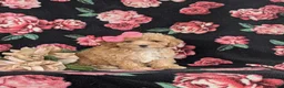 Bichpoo dogs for sale: Athena - Ad 3