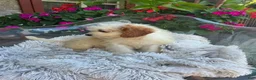 Mini Bernedoodle dogs for sale: Bailey - Ad 11