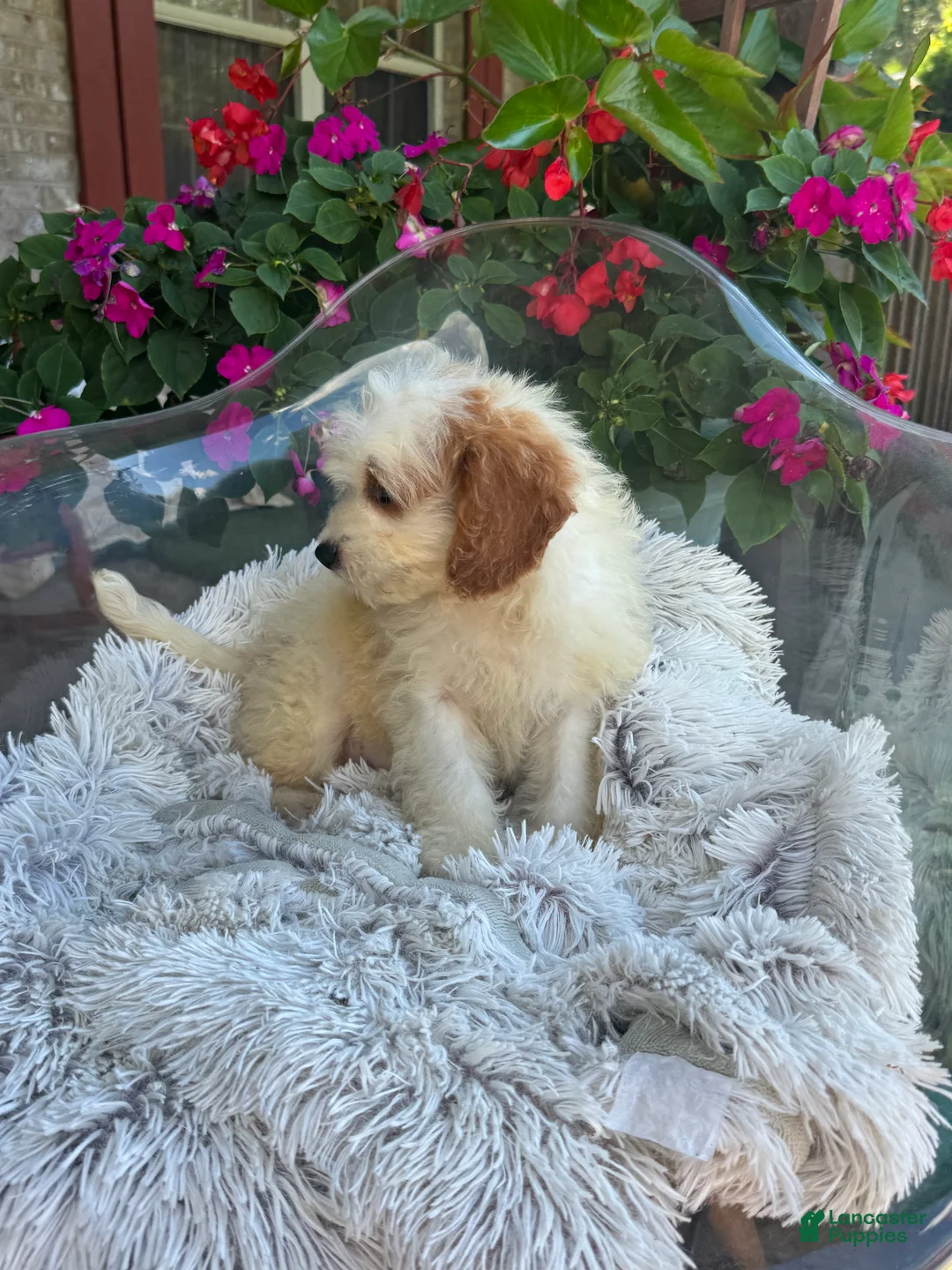 Mini Bernedoodle dogs for sale: Bailey - Ad 12