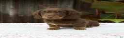 Miniature Dachshund dogs for sale: Austin - Ad 5