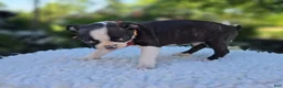 Boston Terrier dogs for sale: Doyle - Ad 3