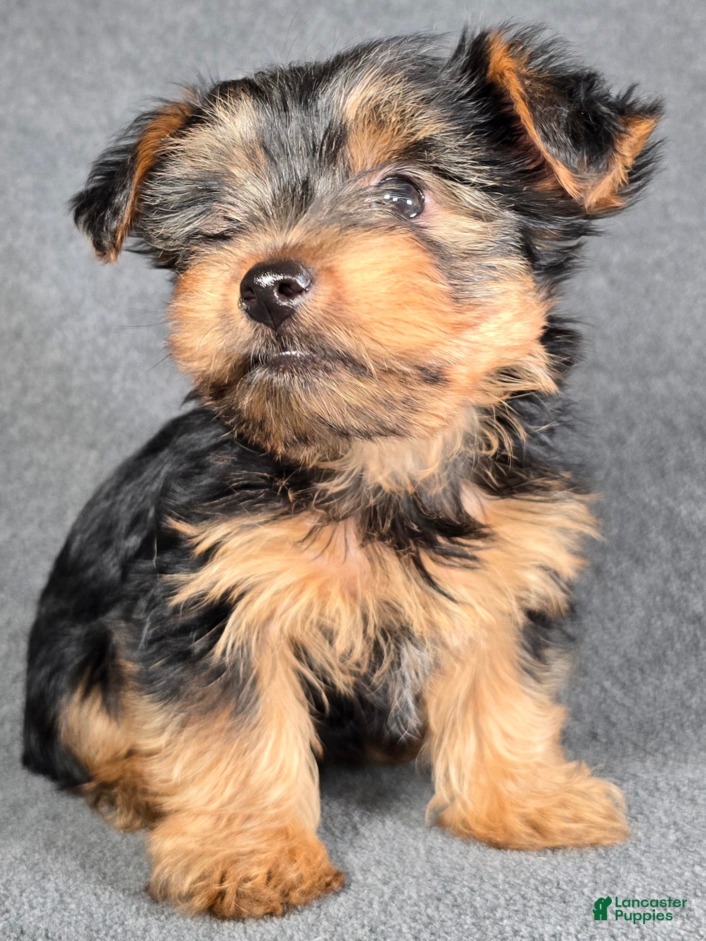 Yorkshire Terrier dogs Goliath  - Ad 3