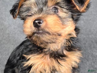 Yorkshire Terrier dogs Goliath - Ad 3