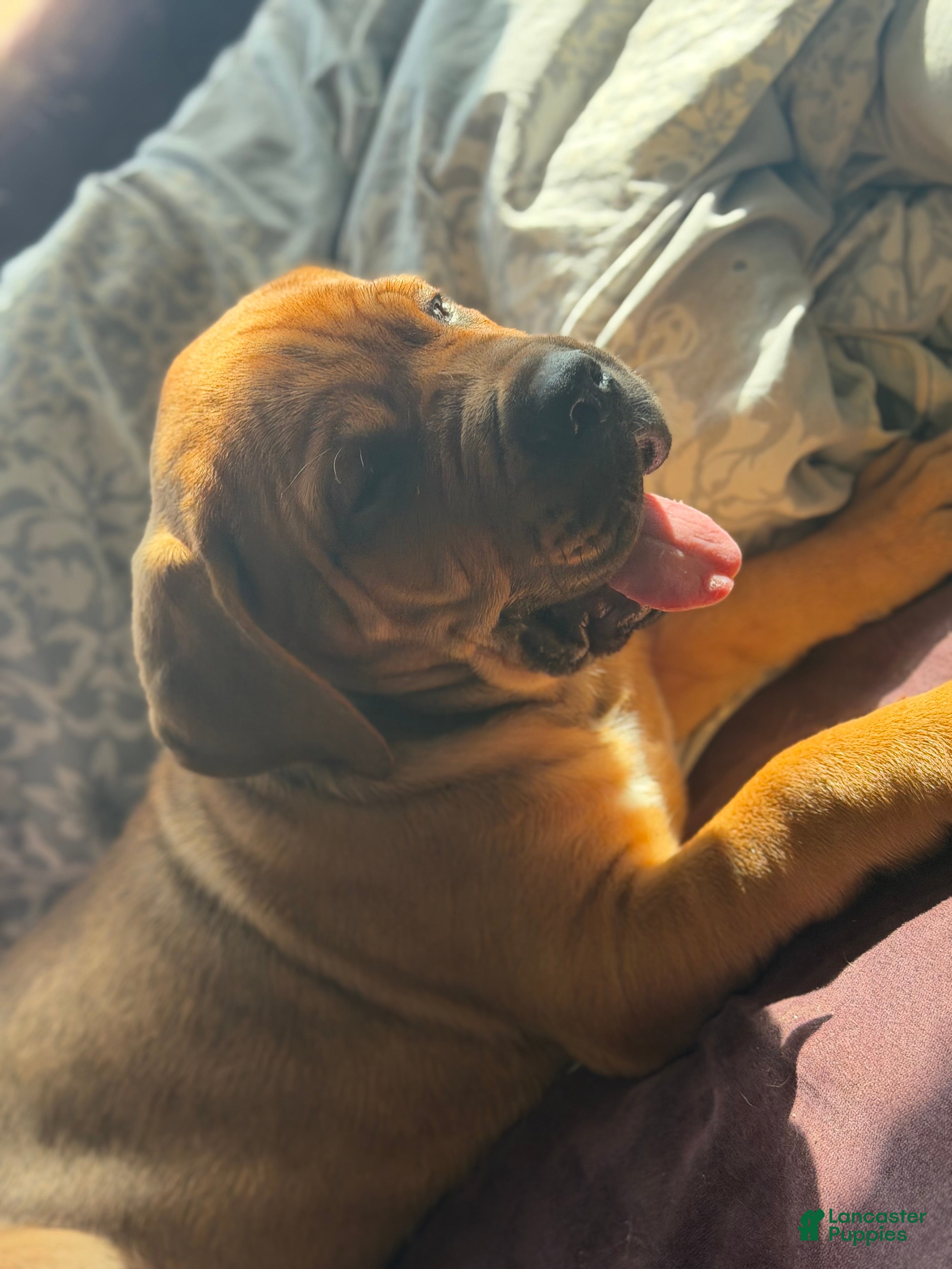 Cane Corso dogs Cane Corso Puppy 3 - Ad 9