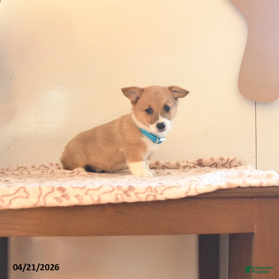 Welsh Corgi Pembroke dogs for sale: Cooper - Ad 5