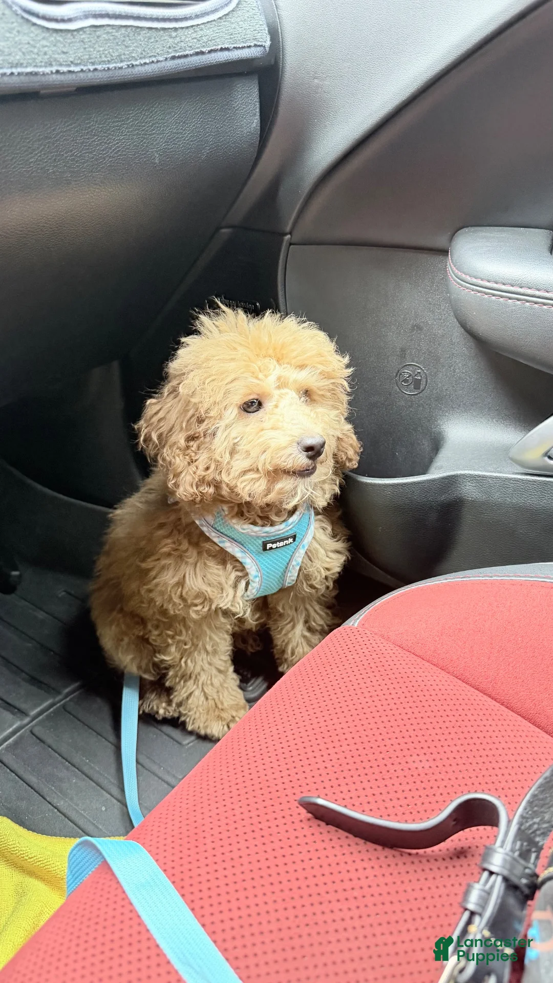 Toy Poodle dogs for sale: Bourbon - Ad 3