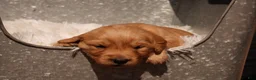 Golden Retriever dogs for sale: Indi - AKC, Genetically Clear - Ad 4