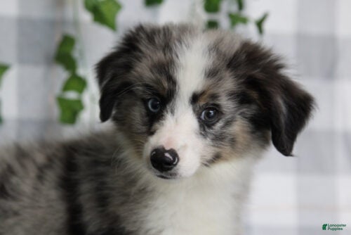 Miniature Australian Shepherd dogs Reaper - Ad 19