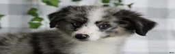 Miniature Australian Shepherd dogs for sale: Reaper - Ad 1