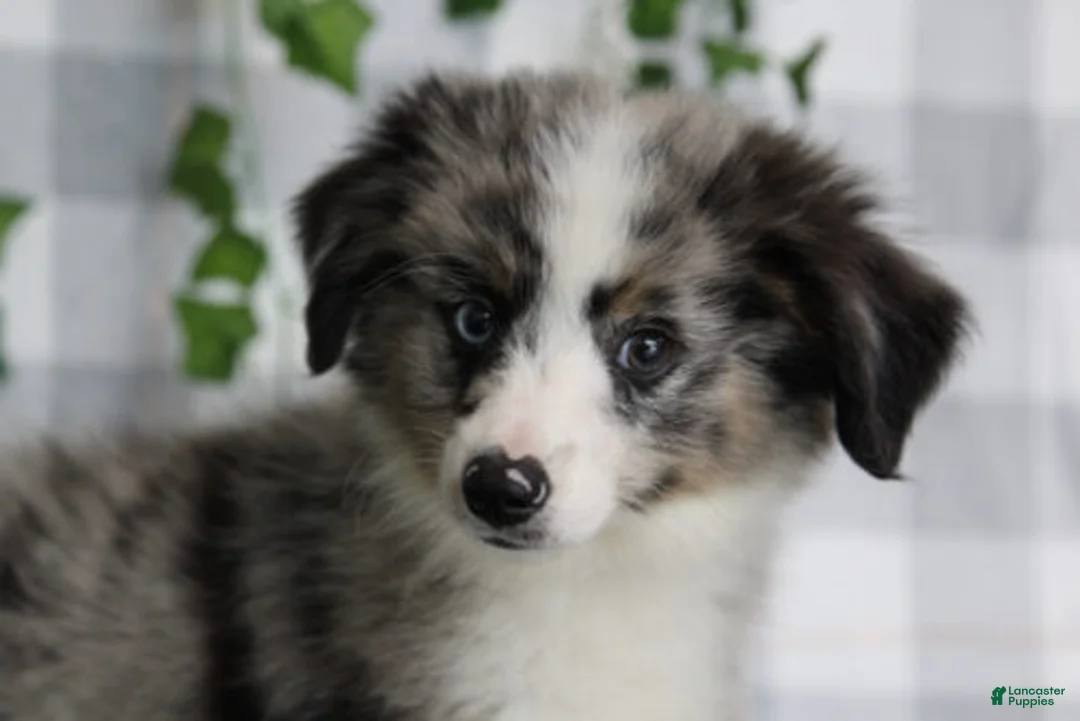 Miniature Australian Shepherd dogs for sale: Reaper - Ad 1