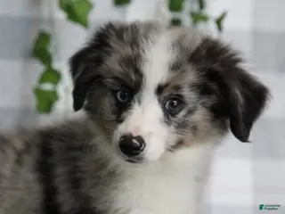 Miniature Australian Shepherd dogs Reaper - Ad 19