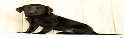 Labrador Retriever dogs for sale: Bravely - Ad 6