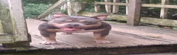 American Bully dogs for sale: American Bully 2 - Ad 9
