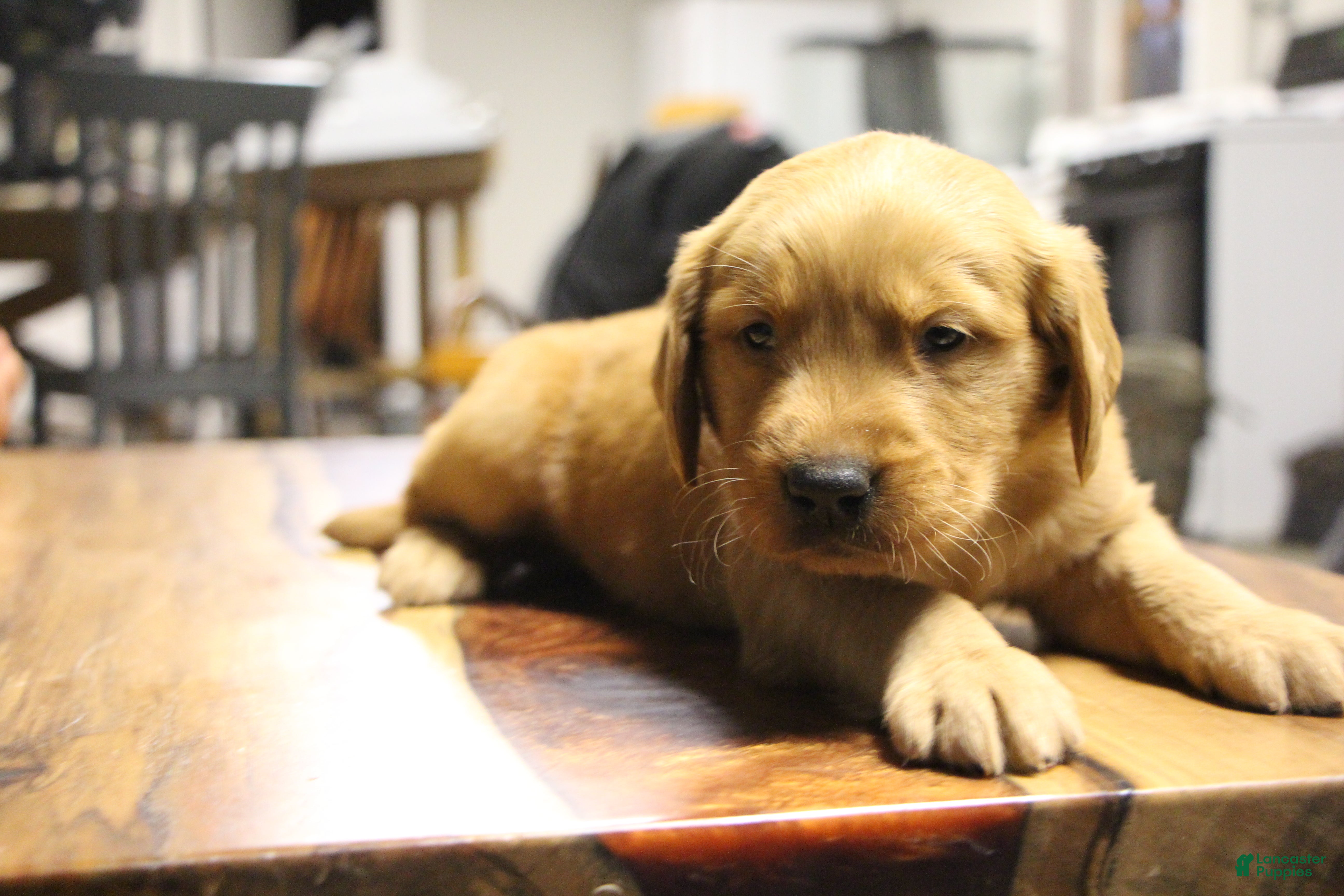 Golden Retriever dogs Atlas - Ad 3